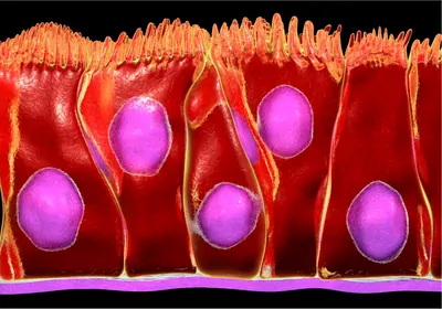 A drawing of pseudostratified gut epithelial cells in the early intestines, cells in red and nucleus in purple. A drawing of pseudostratified gut epithelial cells in the early intestines, cells in red and nucleus in purple.